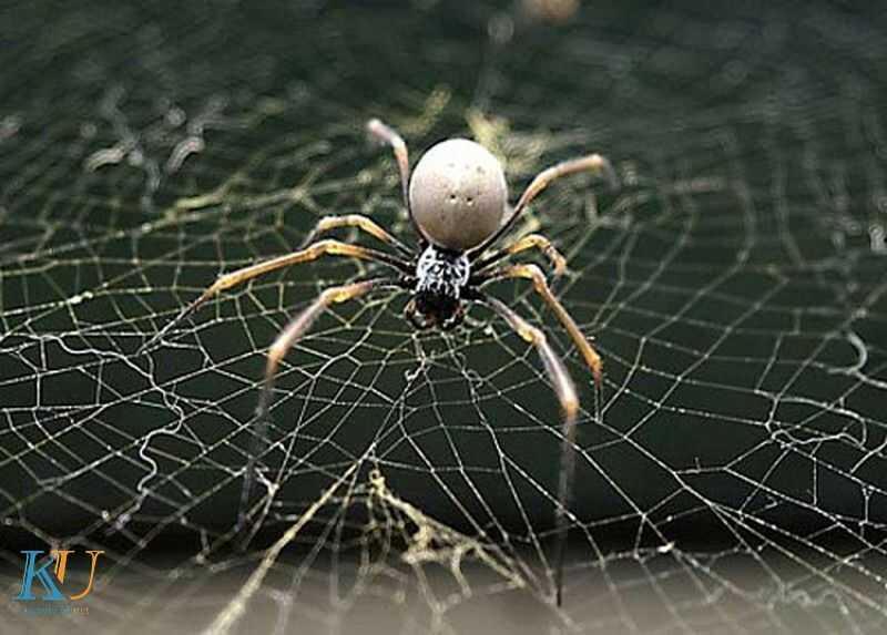 nhện sa trước mặt